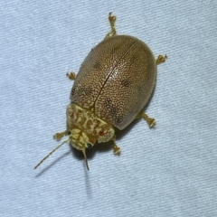 Paropsis atomaria (Eucalyptus leaf beetle) at QPRC LGA - 17 Mar 2023 by Steve_Bok