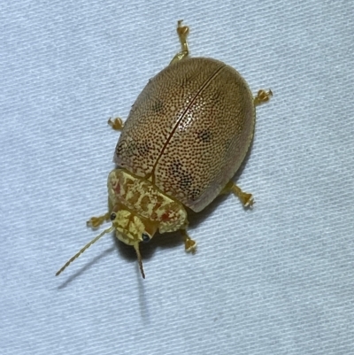 Paropsis atomaria (Eucalyptus leaf beetle) at QPRC LGA - 17 Mar 2023 by Steve_Bok