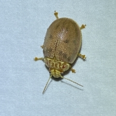 Paropsis atomaria at Jerrabomberra, NSW - suppressed