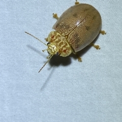 Paropsis atomaria at Jerrabomberra, NSW - suppressed