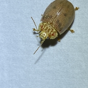 Paropsis atomaria at Jerrabomberra, NSW - suppressed