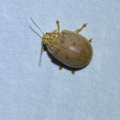 Paropsis atomaria at Jerrabomberra, NSW - suppressed