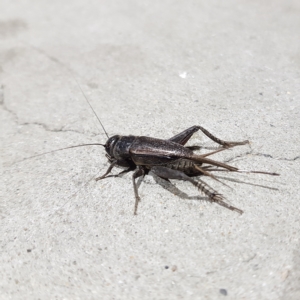 Teleogryllus commodus at Greenway, ACT - 17 Mar 2023 08:31 PM