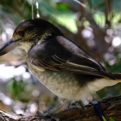 Cracticus torquatus (Grey Butcherbird) at Florey, ACT - 17 Mar 2023 by Kurt