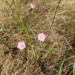 Convolvulus angustissimus subsp. angustissimus (Australian Bindweed) at Watson, ACT - 17 Mar 2023 by mareehill