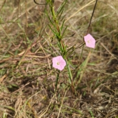 Convolvulus angustissimus subsp. angustissimus at Watson, ACT - 18 Mar 2023