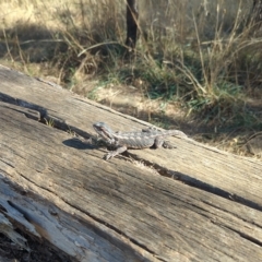 Pogona barbata (Eastern Bearded Dragon) at Mt Majura Mini Summit - 17 Mar 2023 by mareehill