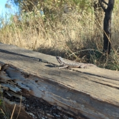 Pogona barbata at Watson, ACT - 18 Mar 2023