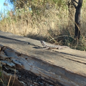 Pogona barbata at Watson, ACT - suppressed