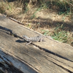 Pogona barbata at Watson, ACT - suppressed