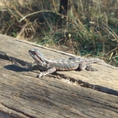 Pogona barbata at Watson, ACT - suppressed