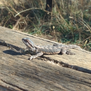 Pogona barbata at Watson, ACT - 18 Mar 2023