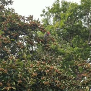 Callocephalon fimbriatum at Hackett, ACT - suppressed