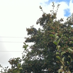 Callocephalon fimbriatum at Hackett, ACT - suppressed