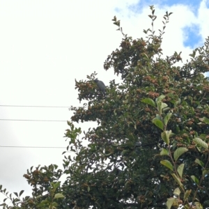 Callocephalon fimbriatum at Hackett, ACT - suppressed