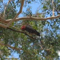 Callocephalon fimbriatum (Gang-gang Cockatoo) at Holtze Close Neighbourhood Park - 21 Feb 2023 by mareehill