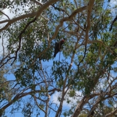 Callocephalon fimbriatum at Hackett, ACT - suppressed