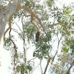 Callocephalon fimbriatum at Hackett, ACT - 21 Feb 2023