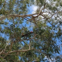 Callocephalon fimbriatum at Hackett, ACT - suppressed