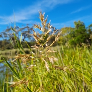 Phragmites australis at O'Malley, ACT - 18 Mar 2023 10:19 AM