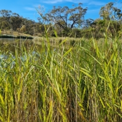 Phragmites australis at O'Malley, ACT - 18 Mar 2023