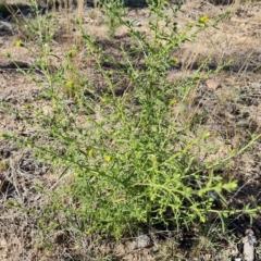 Dittrichia graveolens (Stinkwort) at O'Malley, ACT - 18 Mar 2023 by Mike