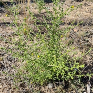 Dittrichia graveolens at O'Malley, ACT - 18 Mar 2023