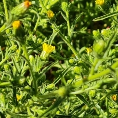 Dittrichia graveolens at O'Malley, ACT - 18 Mar 2023 10:08 AM