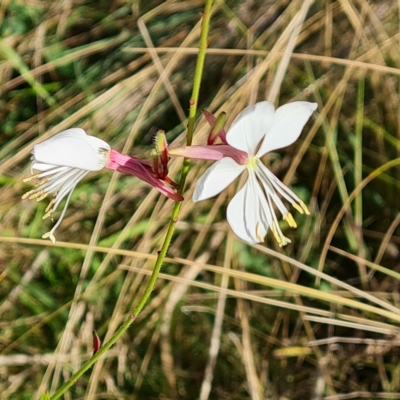 Oenothera lindheimeri (Clockweed) at Mount Mugga Mugga - 17 Mar 2023 by Mike