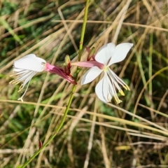 Oenothera lindheimeri (Clockweed) at O'Malley, ACT - 17 Mar 2023 by Mike