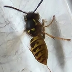 Unidentified Social or paper-nest wasp (Vespidae, Polistinae or Vespinae) at Warradale, SA - 18 Mar 2023 by davidmsly