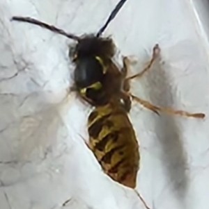 Vespula germanica at Warradale, SA - 18 Mar 2023 12:35 PM