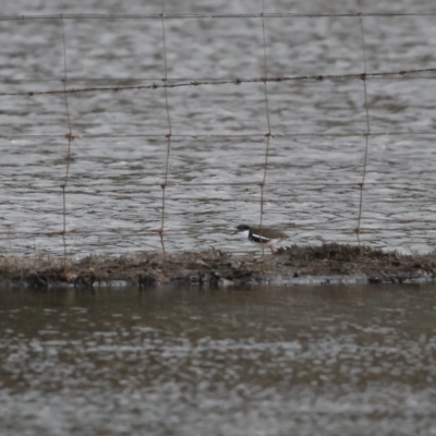 Erythrogonys cinctus (Red-kneed Dotterel) at Bungendore, NSW - 12 Mar 2023 by Liam.m