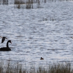 Himantopus leucocephalus (Pied Stilt) at QPRC LGA - 12 Mar 2023 by Liam.m