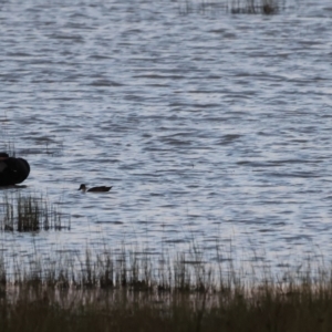 Himantopus leucocephalus at Lake George, NSW - 12 Mar 2023