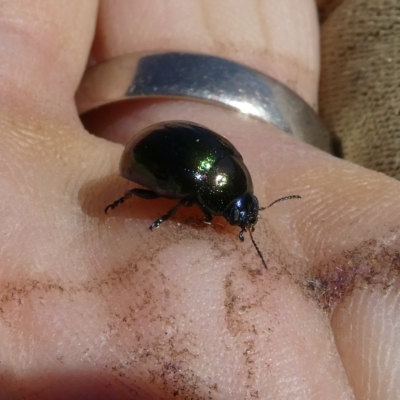 Callidemum hypochalceum (Hop-bush leaf beetle) at Belconnen, ACT - 18 Mar 2023 by JohnGiacon