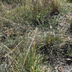 Chloris truncata (Windmill Grass) at Belconnen, ACT - 18 Mar 2023 by JohnGiacon