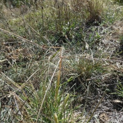 Chloris truncata (Windmill Grass) at Belconnen, ACT - 17 Mar 2023 by JohnGiacon