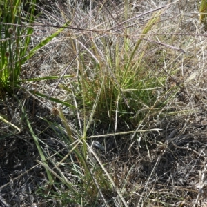 Chloris truncata at Belconnen, ACT - 18 Mar 2023