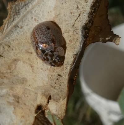 Paropsisterna m-fuscum (Eucalyptus Leaf Beetle) at Flea Bog Flat to Emu Creek Corridor - 17 Mar 2023 by JohnGiacon