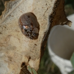 Paropsisterna m-fuscum (Eucalyptus Leaf Beetle) at Belconnen, ACT - 17 Mar 2023 by JohnGiacon