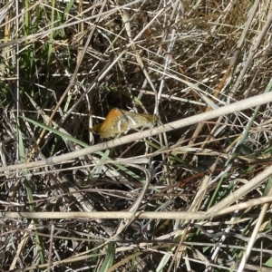 Taractrocera papyria at Belconnen, ACT - 18 Mar 2023