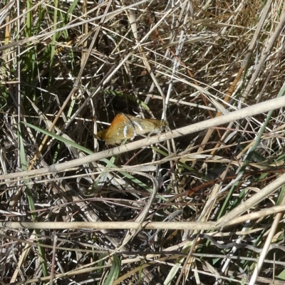 Taractrocera papyria (White-banded Grass-dart) at Belconnen, ACT - 18 Mar 2023 by JohnGiacon