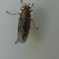 Inopus rubriceps (Sugarcane Soldier Fly) at Flea Bog Flat to Emu Creek Corridor - 17 Mar 2023 by JohnGiacon