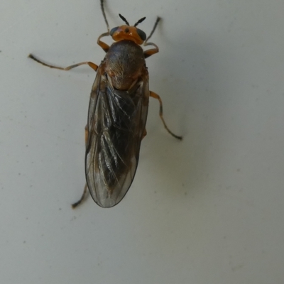 Inopus rubriceps (Sugarcane Soldier Fly) at Flea Bog Flat to Emu Creek Corridor - 17 Mar 2023 by JohnGiacon