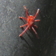 Trombidiidae (family) at Hall, ACT - 18 Mar 2023