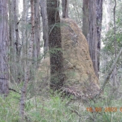 Termitoidae (informal group) (Unidentified termite) at Wollondilly Local Government Area - 17 Mar 2023 by bufferzone