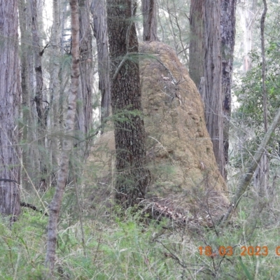 Termitoidae (informal group) (Unidentified termite) at Wollondilly Local Government Area - 17 Mar 2023 by bufferzone