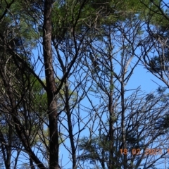 Aquila audax (Wedge-tailed Eagle) at Wollondilly Local Government Area - 18 Mar 2023 by bufferzone