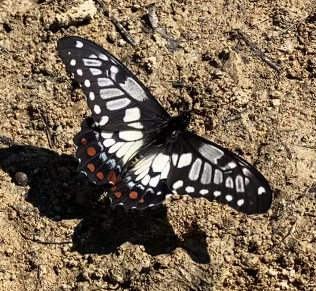 Papilio anactus at Wanniassa, ACT - 17 Mar 2023